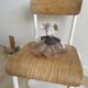 School chair