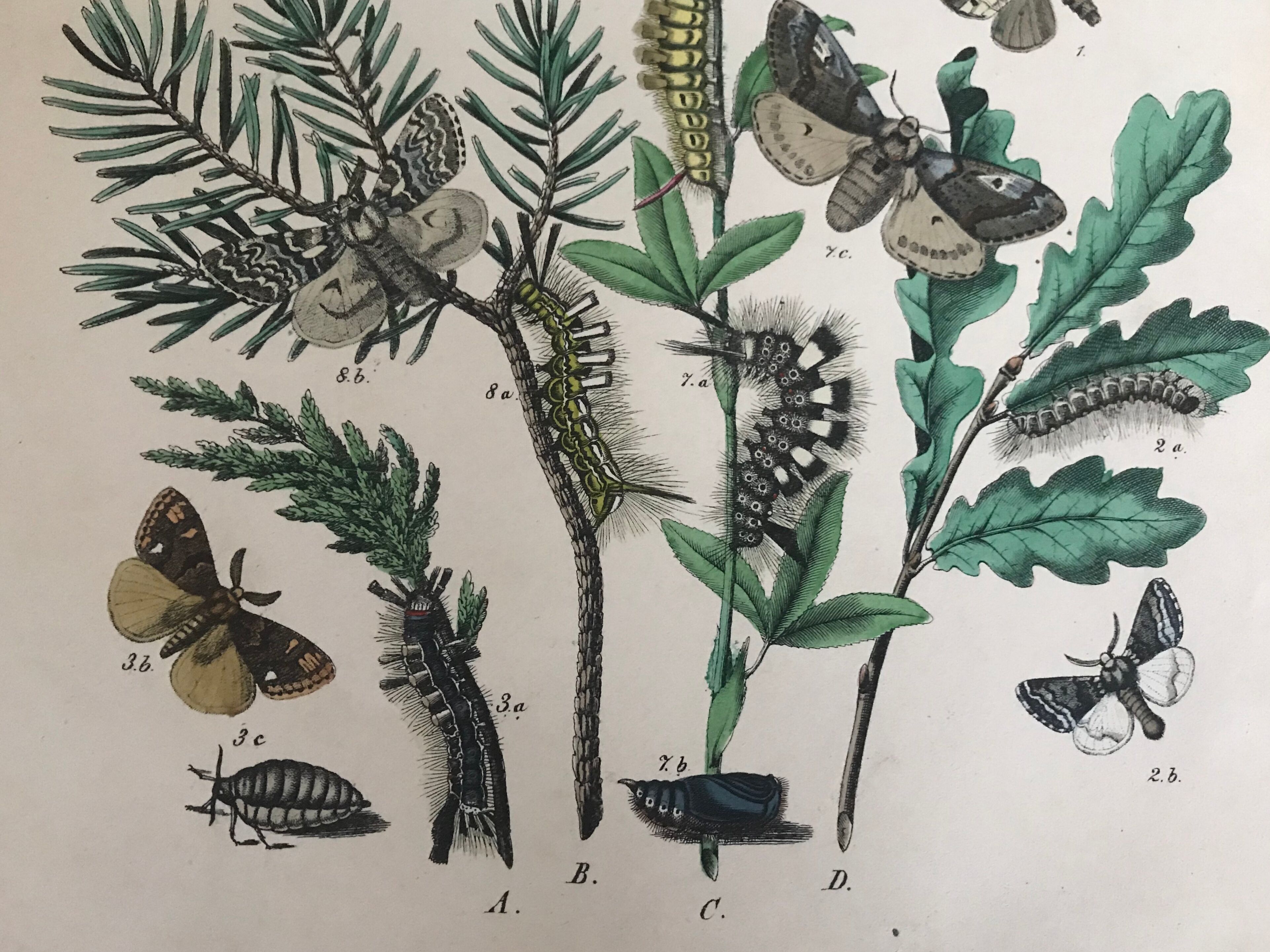 Flower and butterfly boards 1876