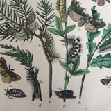 Flower and butterfly boards 1876