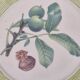 Assiettes vintage