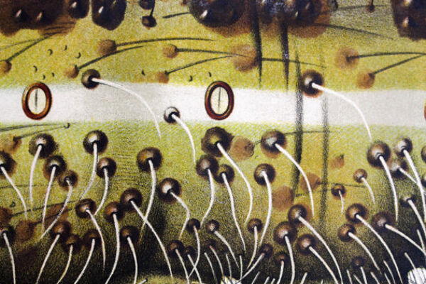 Affiche du 20e siècle Paul Pfurtscheller zoologiques mur graphique, Caterpillar, 1911