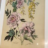 Lithography flowers from 1890