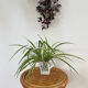 Rattan harness diabolo stool