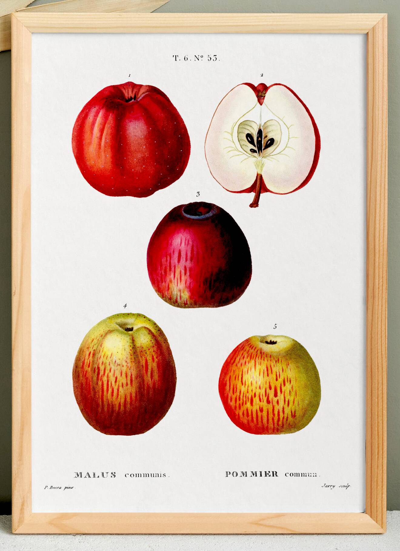Vintage poster of the common apple tree, based on an engraving from 1802.