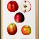 Vintage poster of the common apple tree, based on an engraving from 1802.