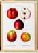 Vintage poster of the common apple tree, based on an engraving from 1802.