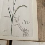 Trio of botanical plates, Ed London 1809
