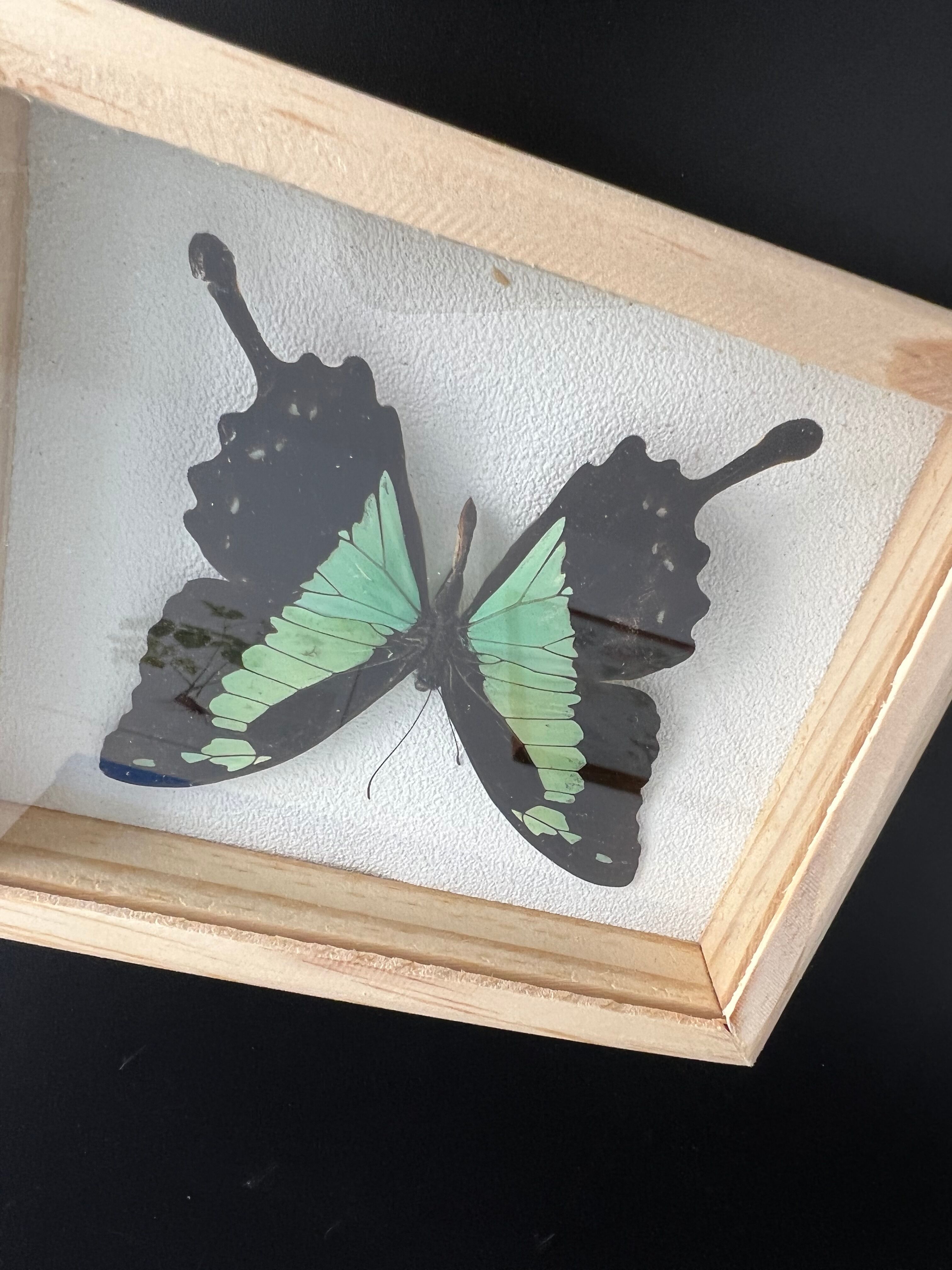 Naturalized butterfly taxidermy frame