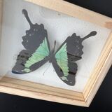 Naturalized butterfly taxidermy frame