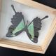 Naturalized butterfly taxidermy frame