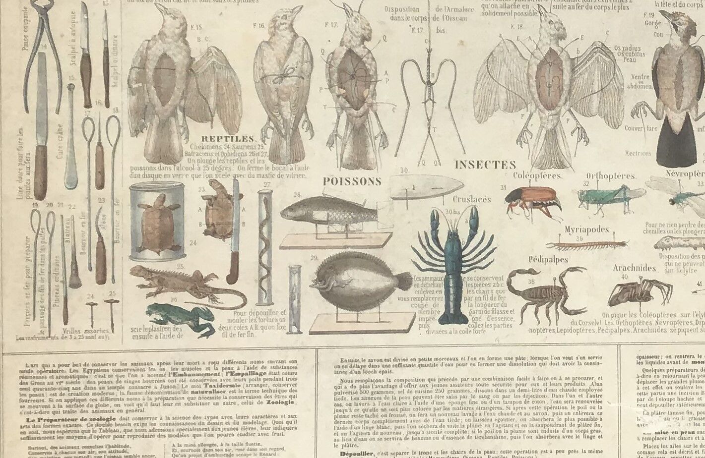 Bouasse-Lebel educational plank at the end of the 19th century Table of the Zoology Preparer Art to stuff