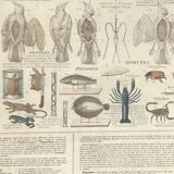 Bouasse-Lebel educational plank at the end of the 19th century Table of the Zoology Preparer Art to stuff