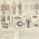 Planche pédagogique Bouasse-Lebel fin XIXème  Tableau du préparateur de zoologie Art d'empailler