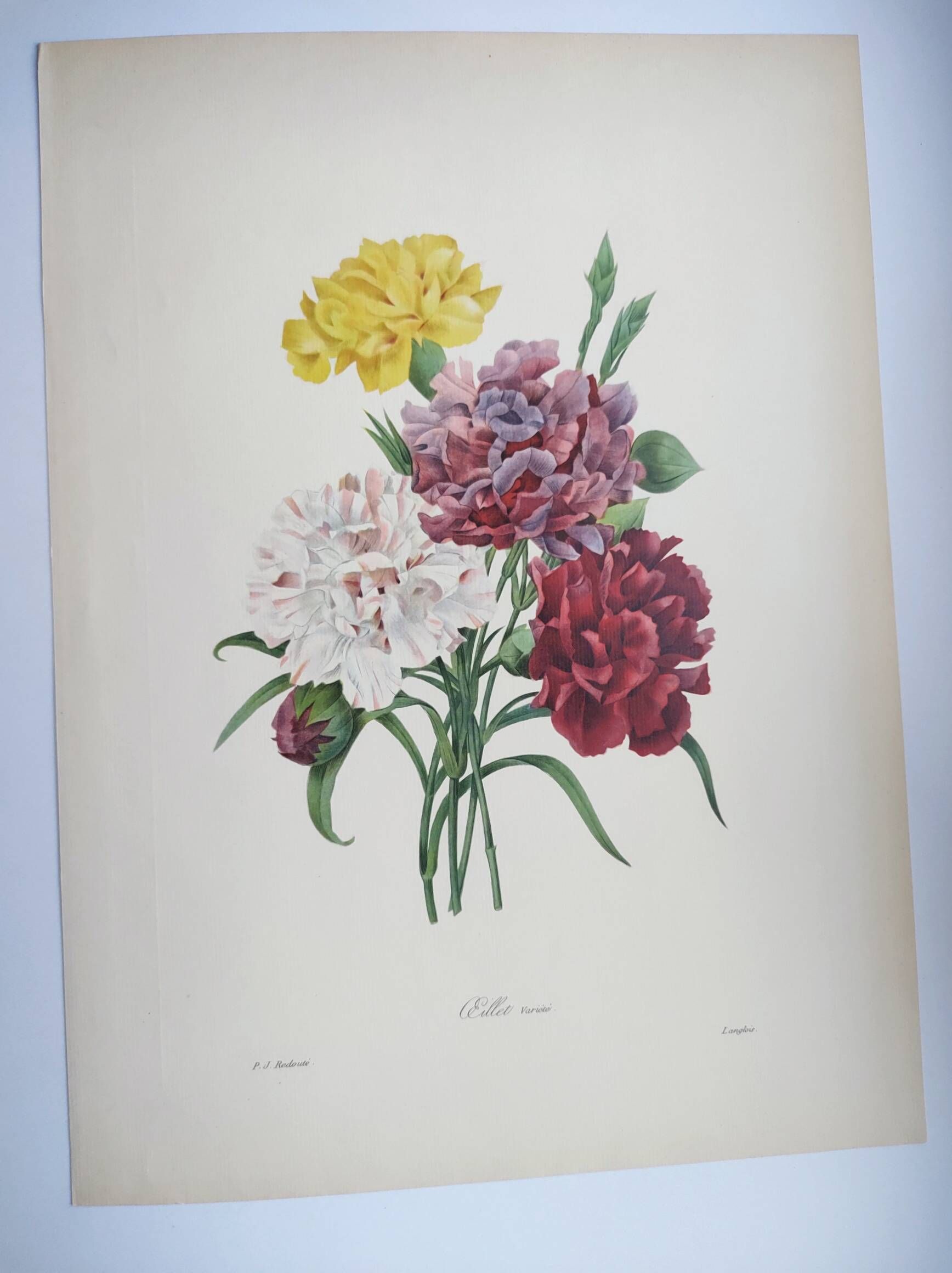 Antique botanical engravings -1955- Carnation- by PJ. Redouté. Vintage nature