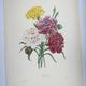 Antique botanical engravings -1955- Carnation- by PJ. Redouté. Vintage nature