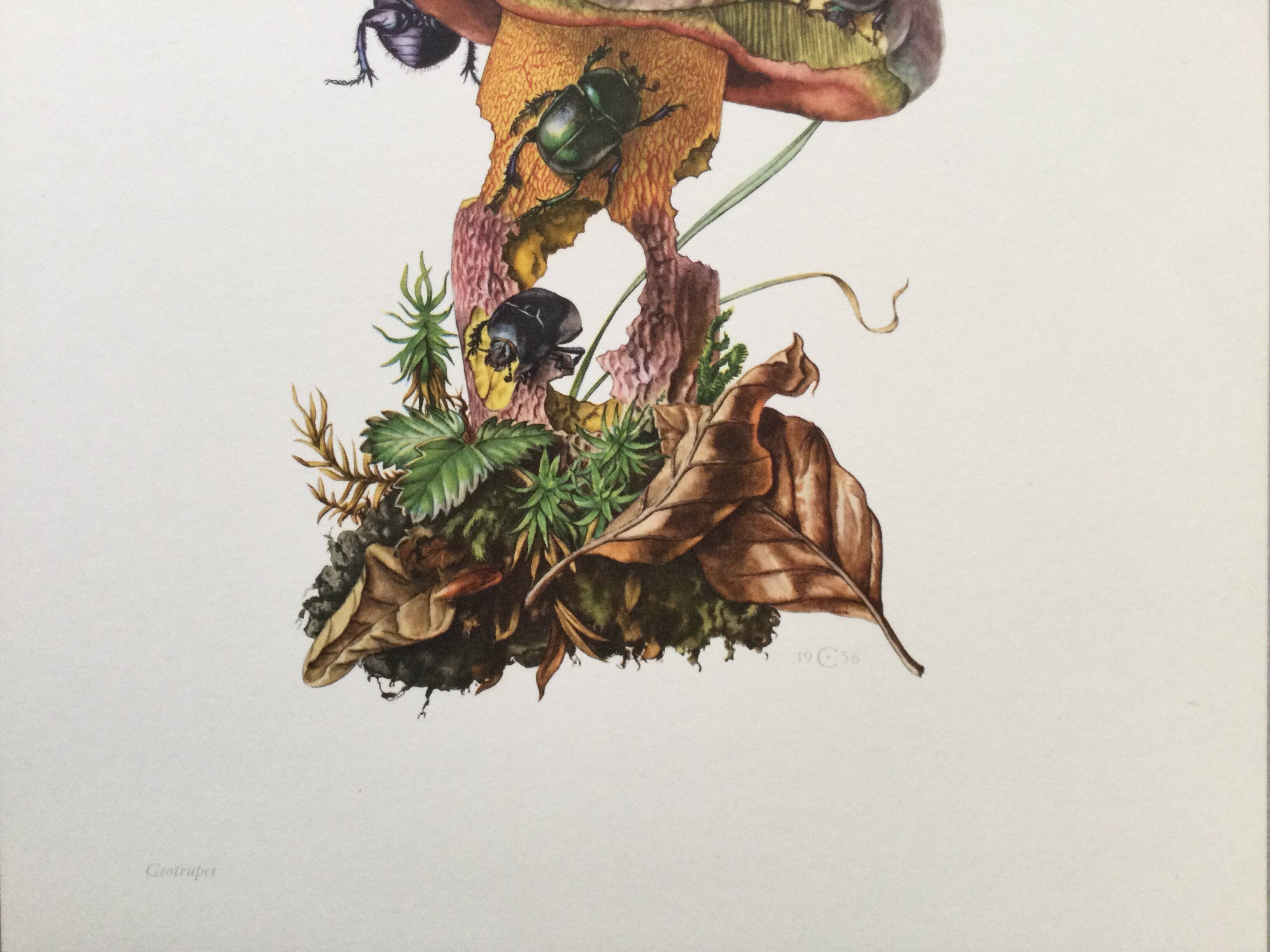 Vintage Insect Print, Old Illustration from the 60s