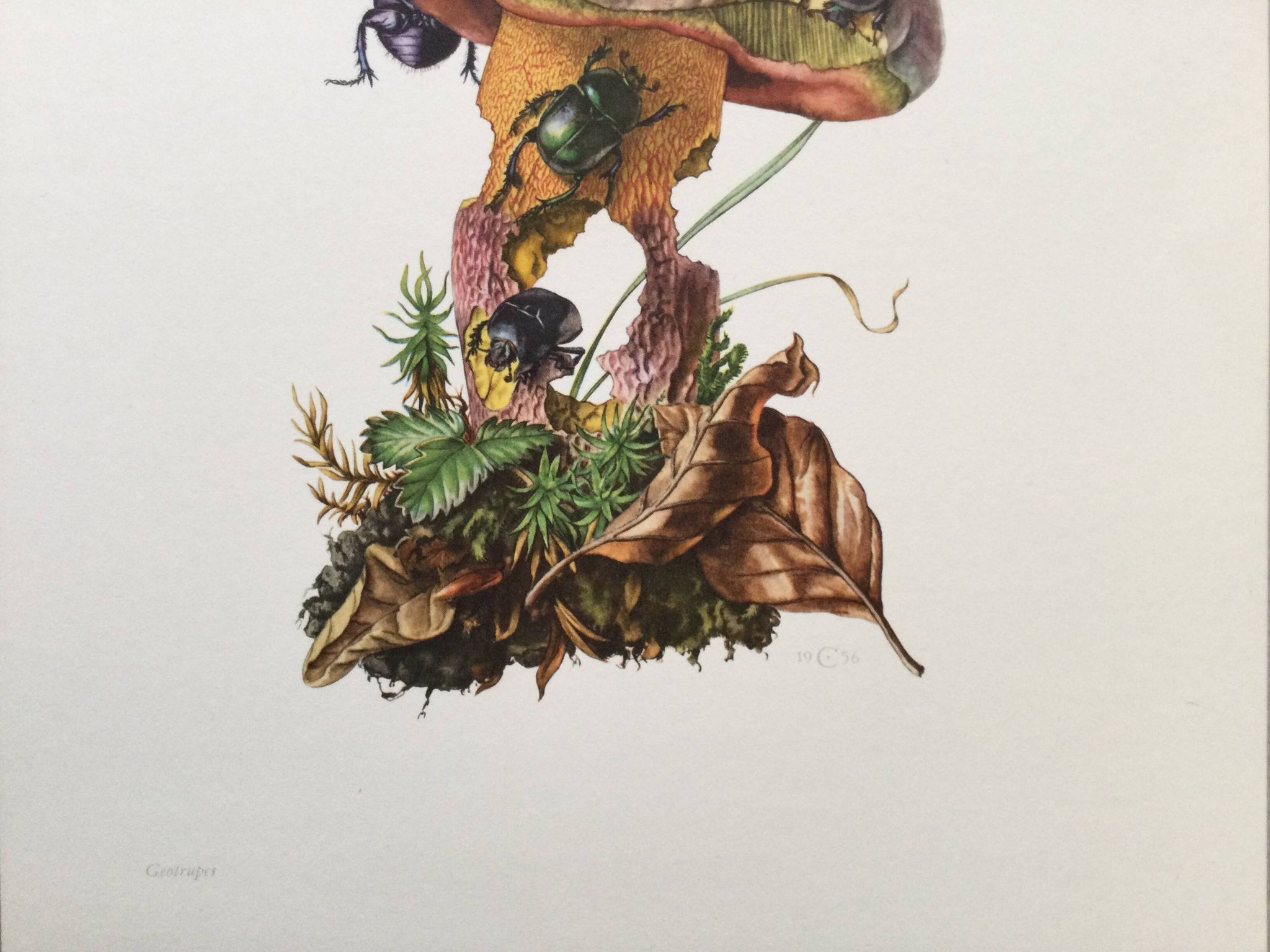 Impression vintage Insectes, Illustration ancienne année 60