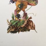 Vintage Insect Print, Old Illustration from the 60s