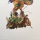Impression vintage Insectes, Illustration ancienne année 60