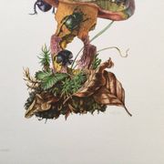 Impression vintage Insectes, Illustration ancienne année 60