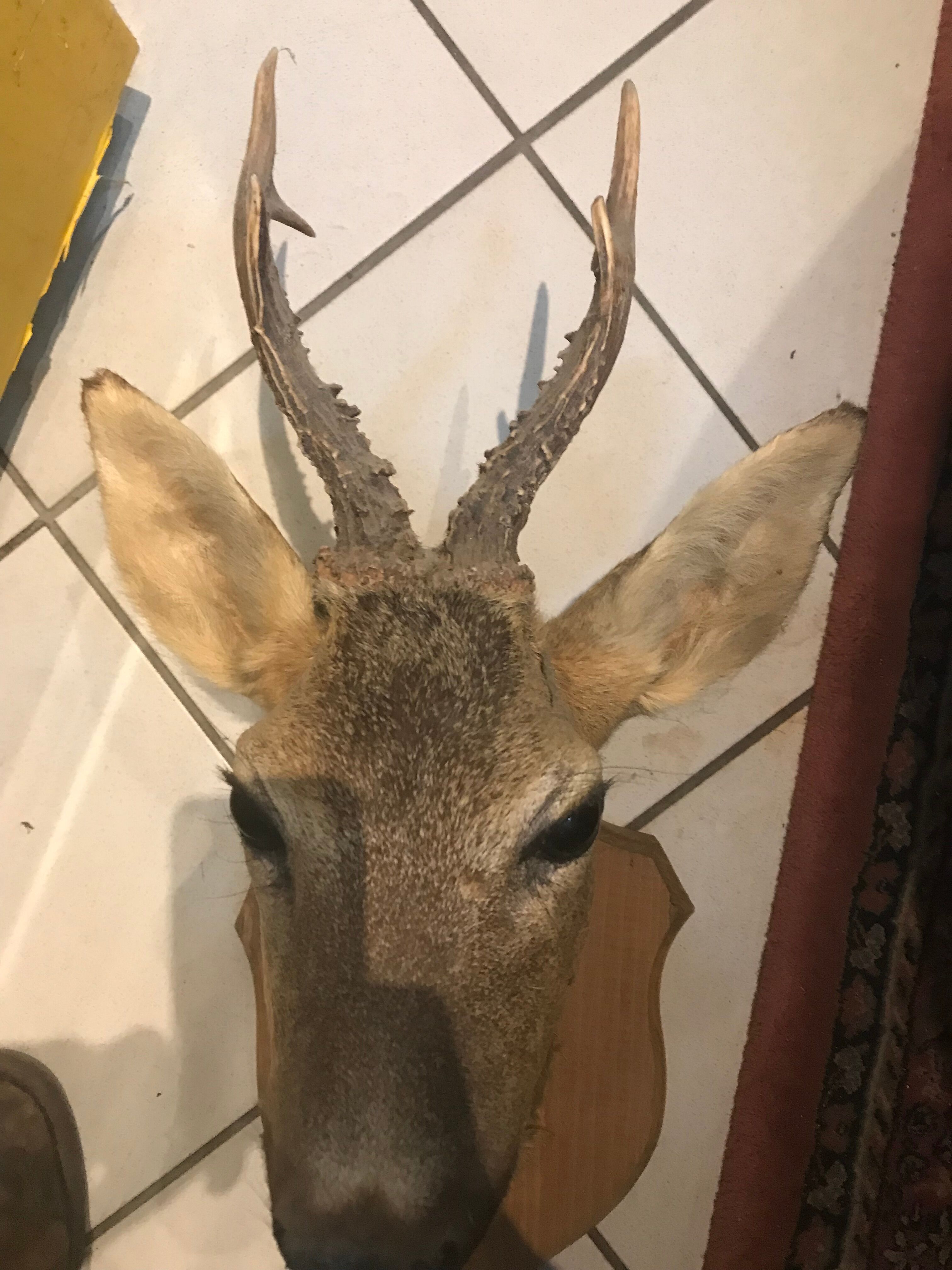 Trophy deer with wood