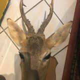 Trophy deer with wood