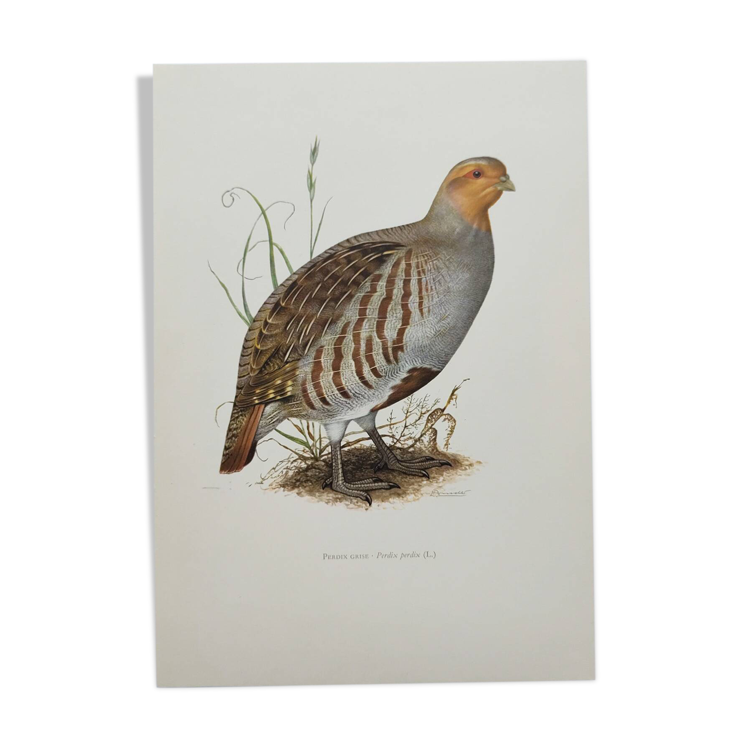 Planche oiseau vers 1962 60 - Perdrix Grise - Illustration ornithologique vintage