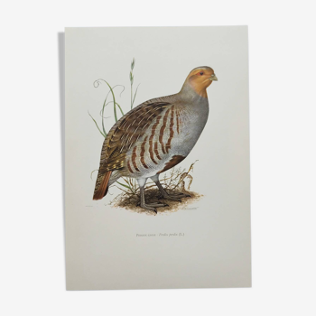 Bird board circa 1962 60 - Gray Partridge - Vintage ornithological illustration
