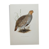 Planche oiseau vers 1962 60 - Perdrix Grise - Illustration ornithologique vintage