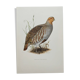 Bird board circa 1962 60 - Gray Partridge - Vintage ornithological illustration