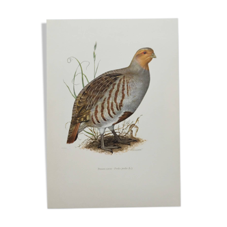 Bird board circa 1962 60 - Gray Partridge - Vintage ornithological illustration