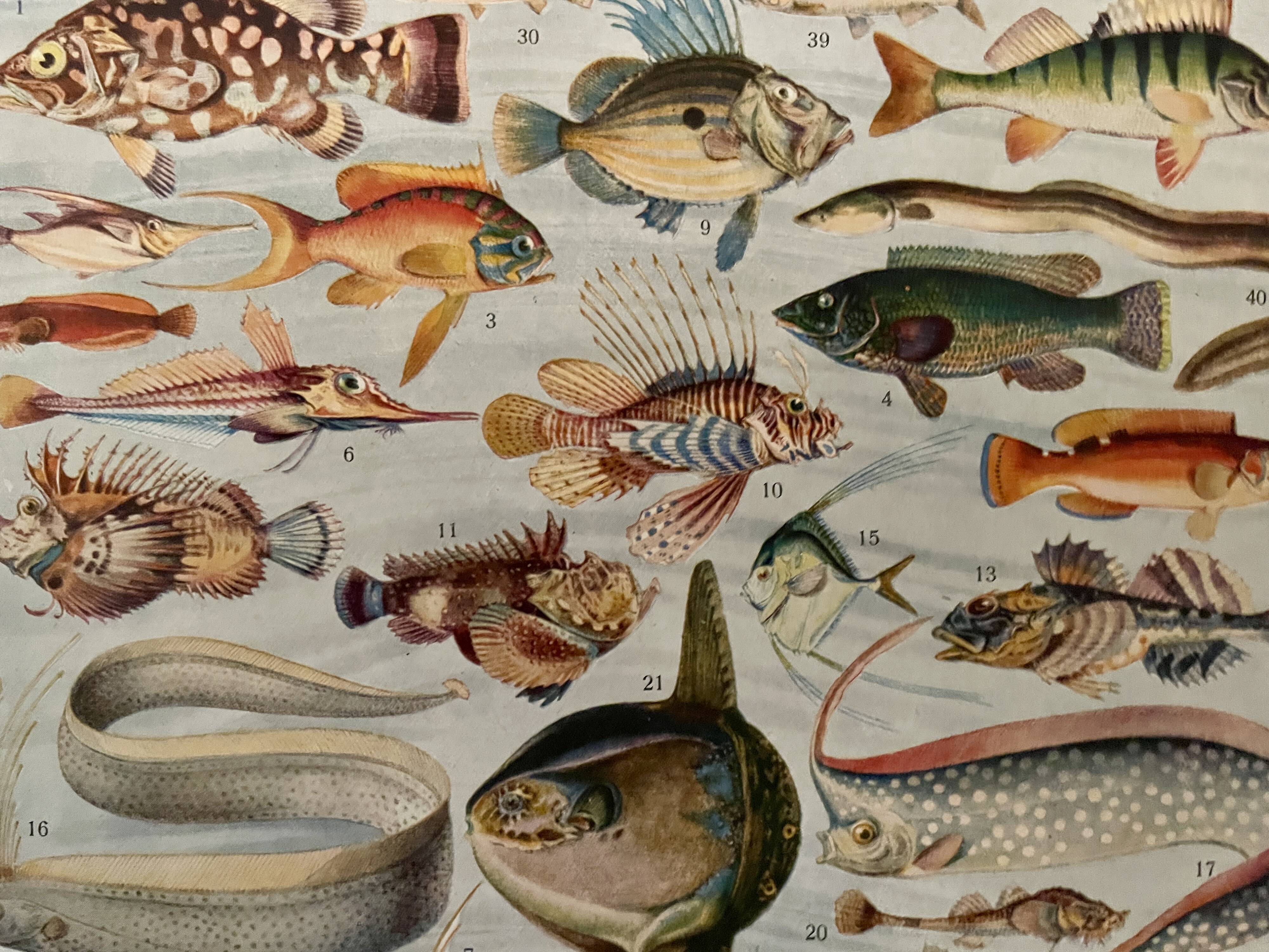 Lithographie sur les poissons - 1930