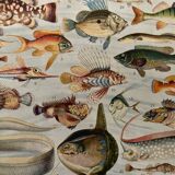 Lithograph on fish - 1930