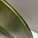 Beautiful large green dish from Danish Knabstrup 1950s