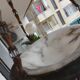 art nouveau chandelier, alabaster shells, molded glass and bronze