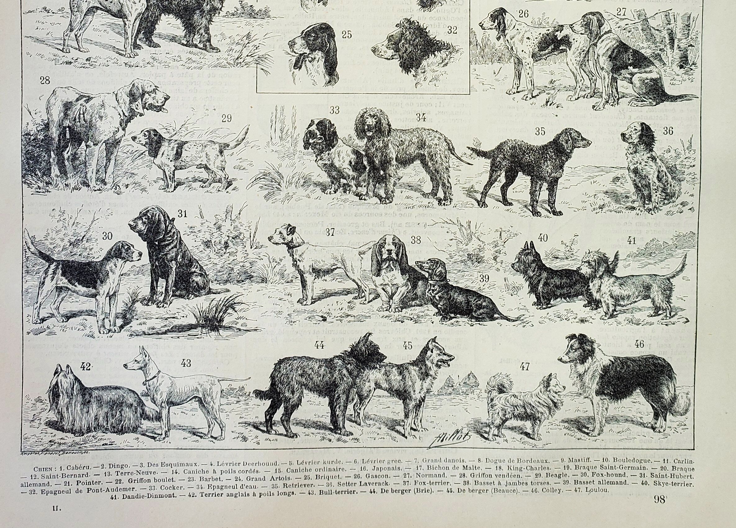Engraving • Breed of dog, shepherd • Original and vintage lithograph from 1898