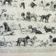 Engraving • Breed of dog, shepherd • Original and vintage lithograph from 1898