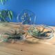 4 wavy glass bowls plates in smoked green design, signed and numbered