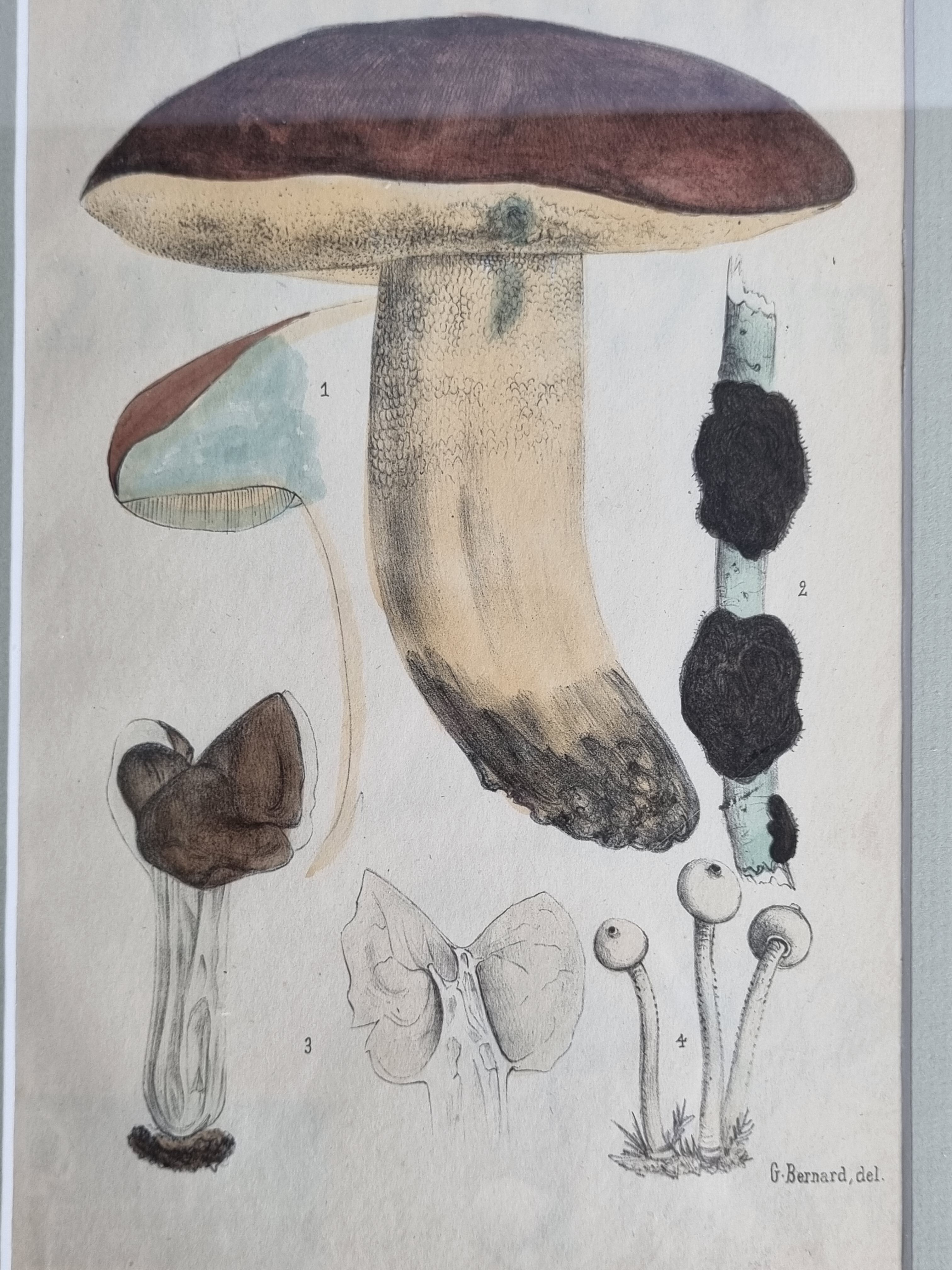 Two old engravings of watercolor mushrooms nineteenth century after G. Bernard