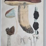 Deux anciennes gravures de champignons aquarellées XIXème siècle d'après G. Bernard