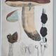 Two old engravings of watercolor mushrooms nineteenth century after G. Bernard