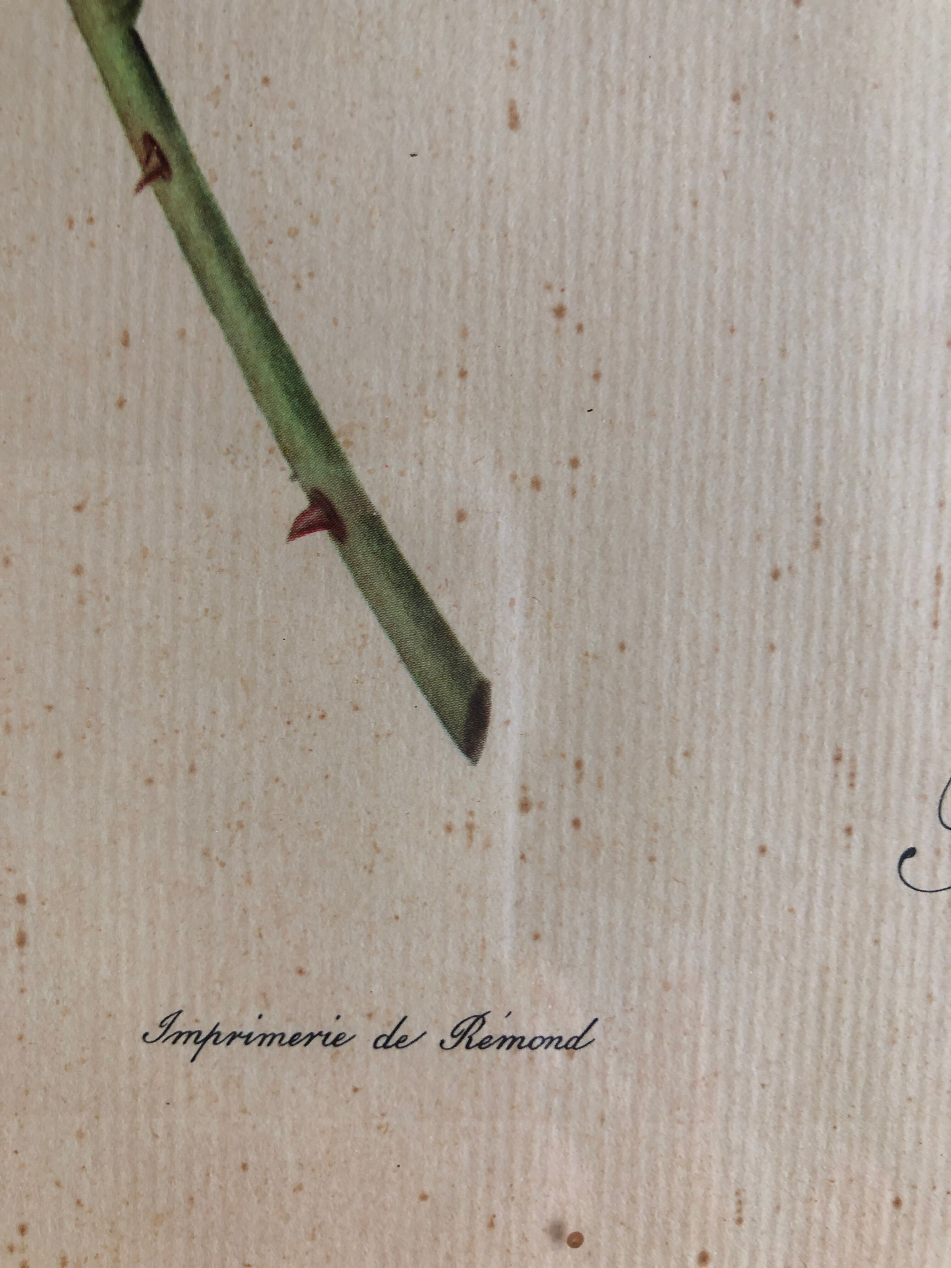Botanical plank under glass Dreaded Bengal Rose