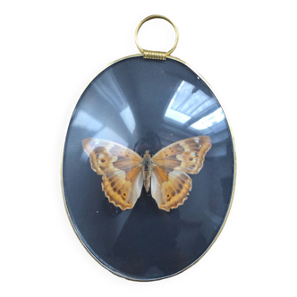 Butterfly under curved glass