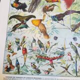 Lithograph on exotic birds from 1928