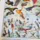 Lithographie sur les oiseaux exotiques de 1928