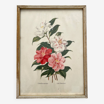 Lithographie - planche botanique vintage Camellia Japonica