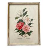 Lithograph - vintage botanical print Camellia Japonica