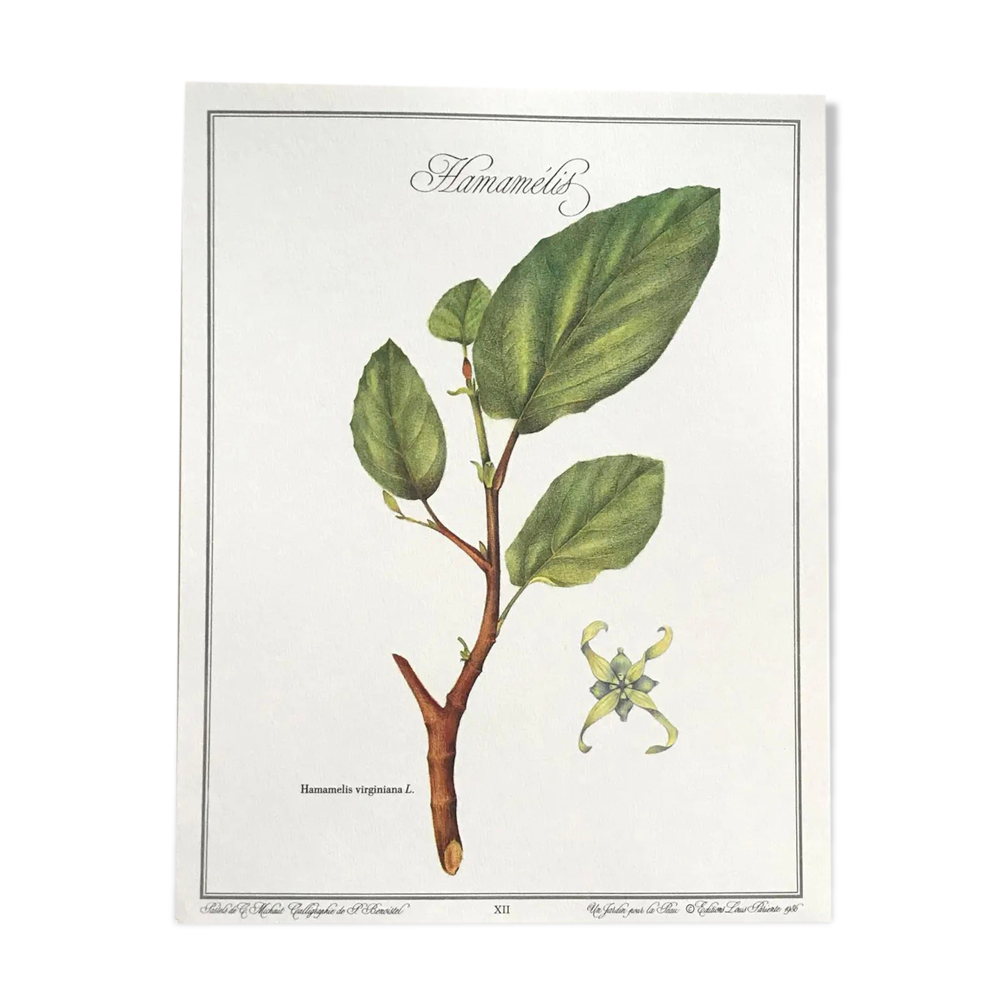 Botanical plank the hammamélis