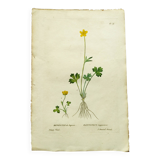 Antique botanical engraving from 1829 - Lapland buttercup - By PA Poiteau
