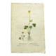 Antique botanical engraving from 1829 - Lapland buttercup - By PA Poiteau